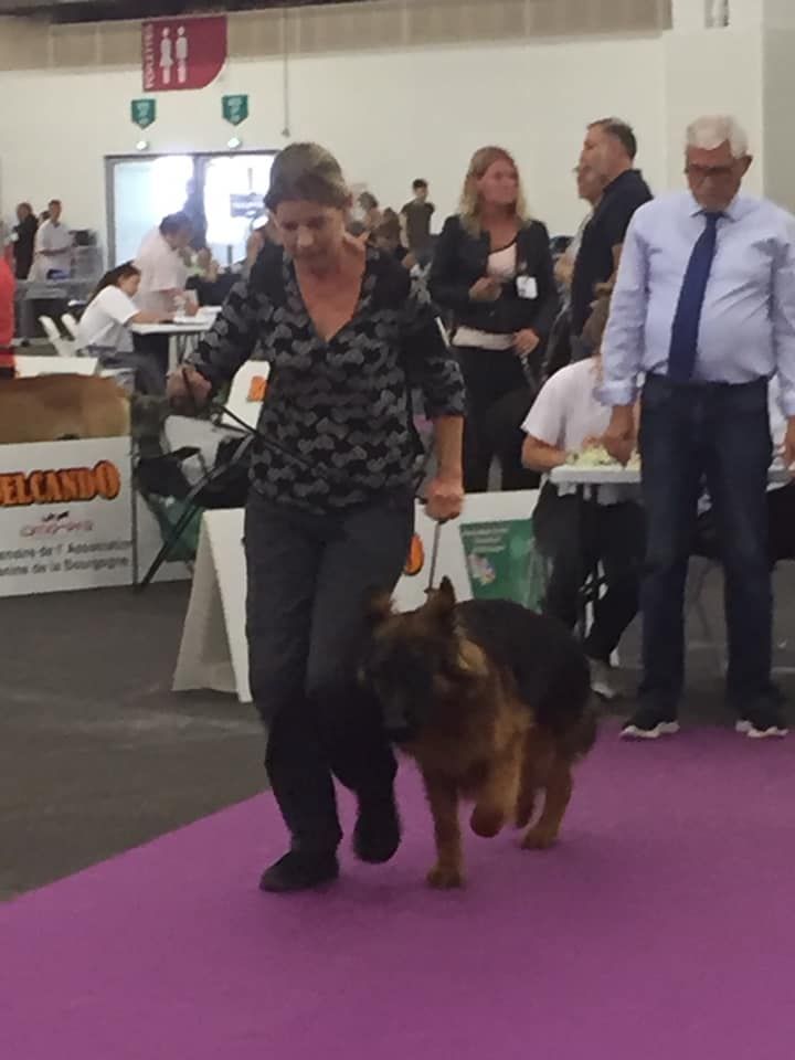 des Légendes du Castel - Exposition canine internationale SCC de Dijon 