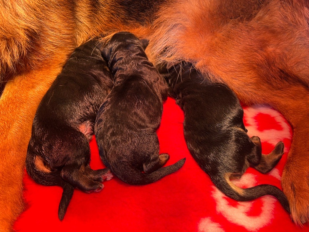 chiot Berger Allemand des Légendes du Castel