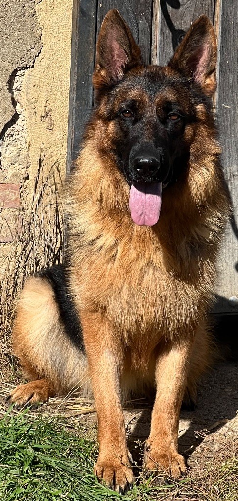 Uxia des Légendes du Castel