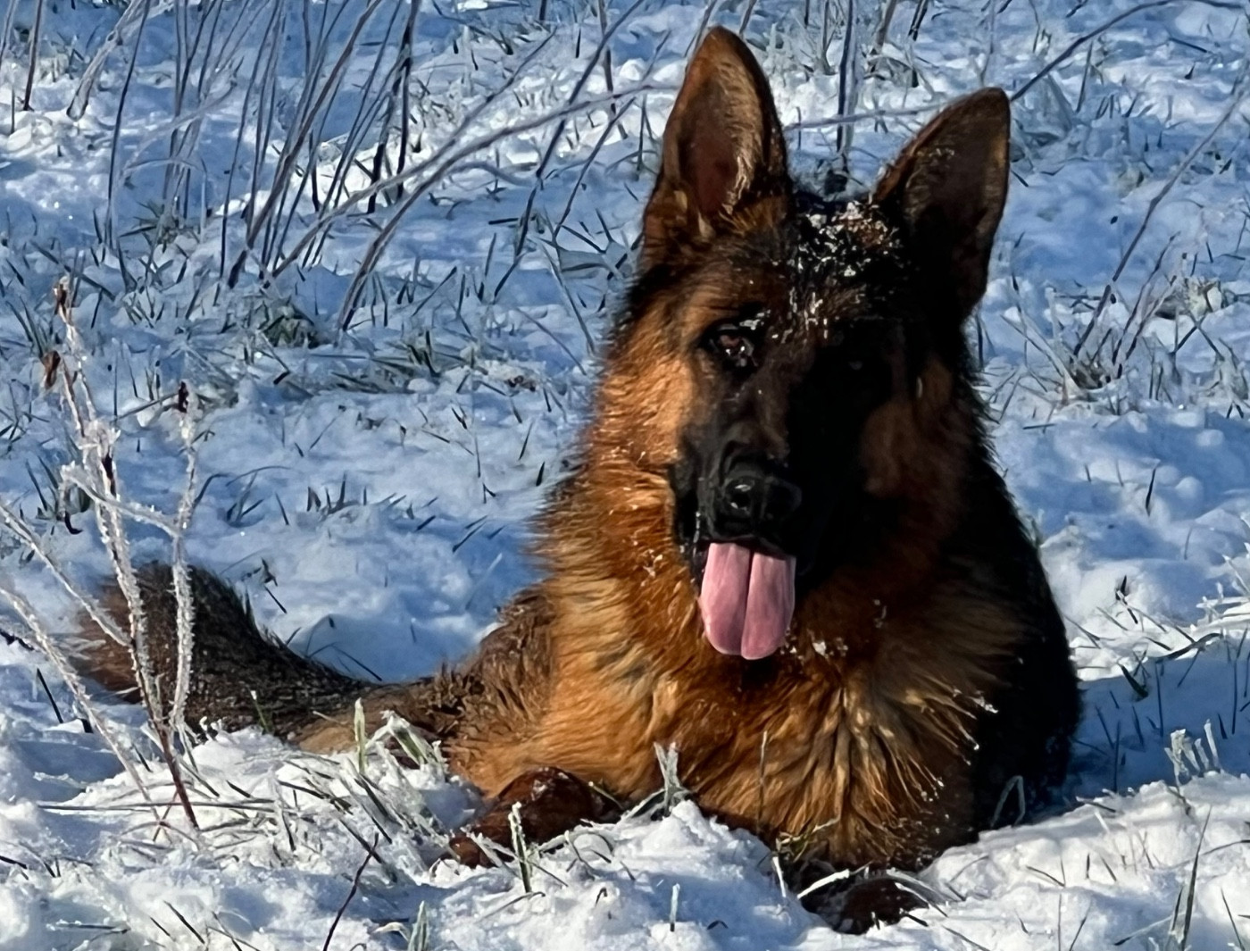 Ayrton de la Petite Laeticia