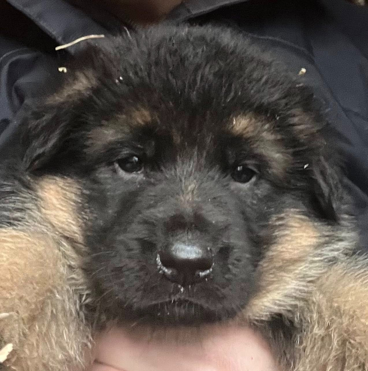 Superbes chiots bergers allemands LOF disponibles fin mars 2026