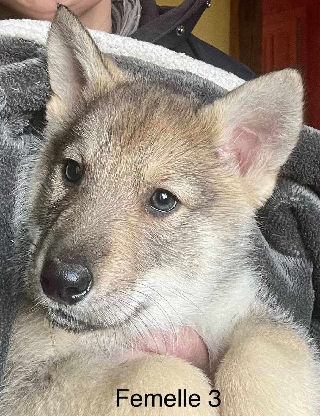 Superbe chiot femelle Saarloos disponible!