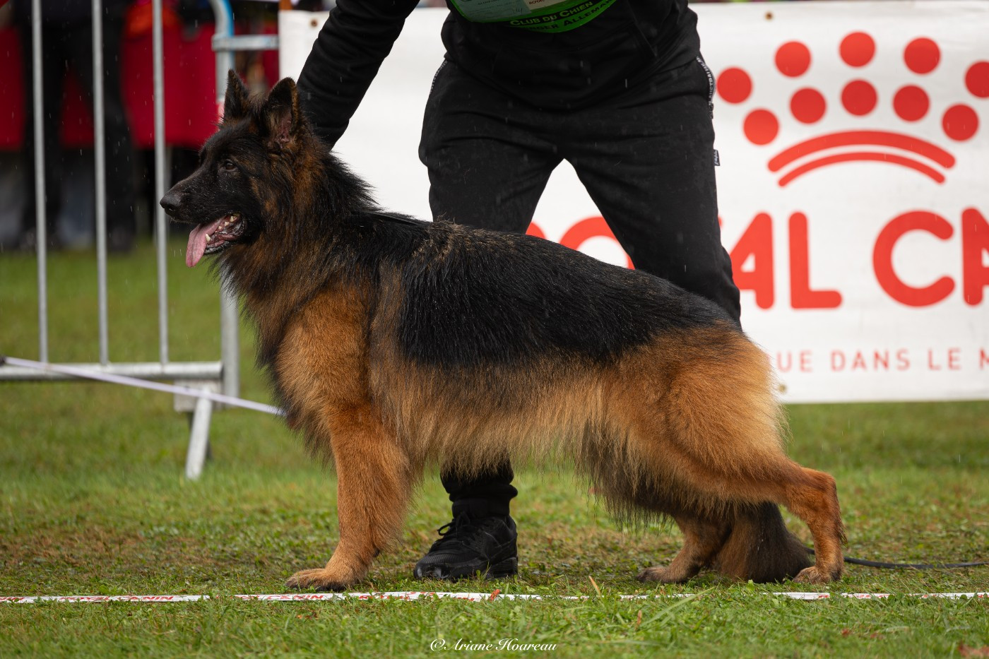 Future portée de chiots poils longs pour début mai 2026