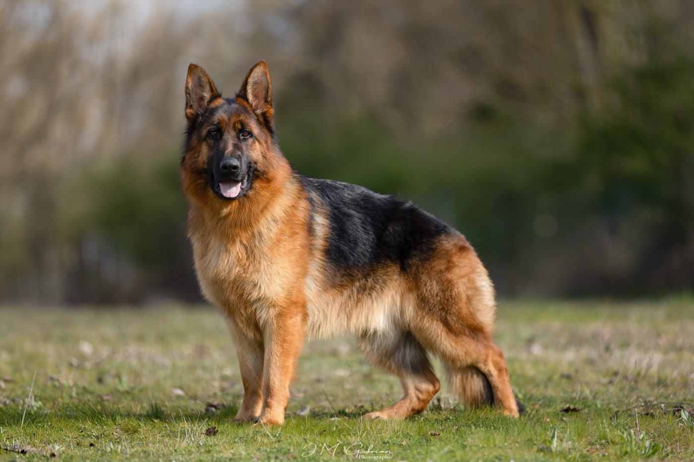 Ayrton à l exposition canine de Montluçon