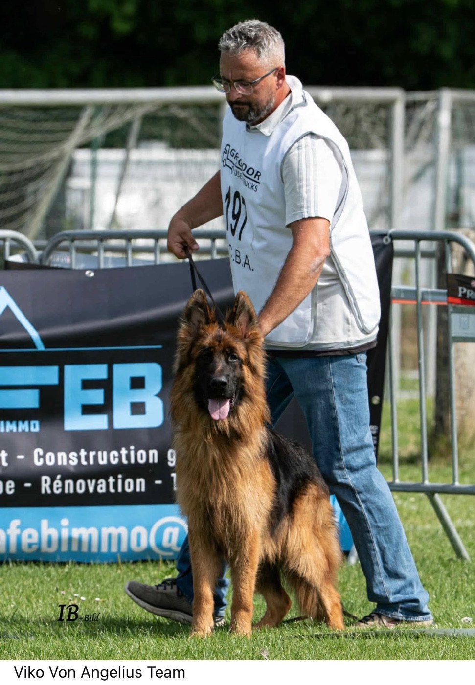 Prochaine portée de chiots poils longs en octobre 2026