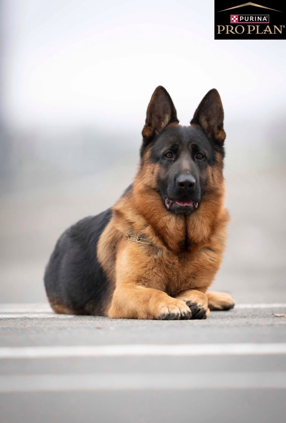 Prochaines portées de chiots poils courts en octobre 2026