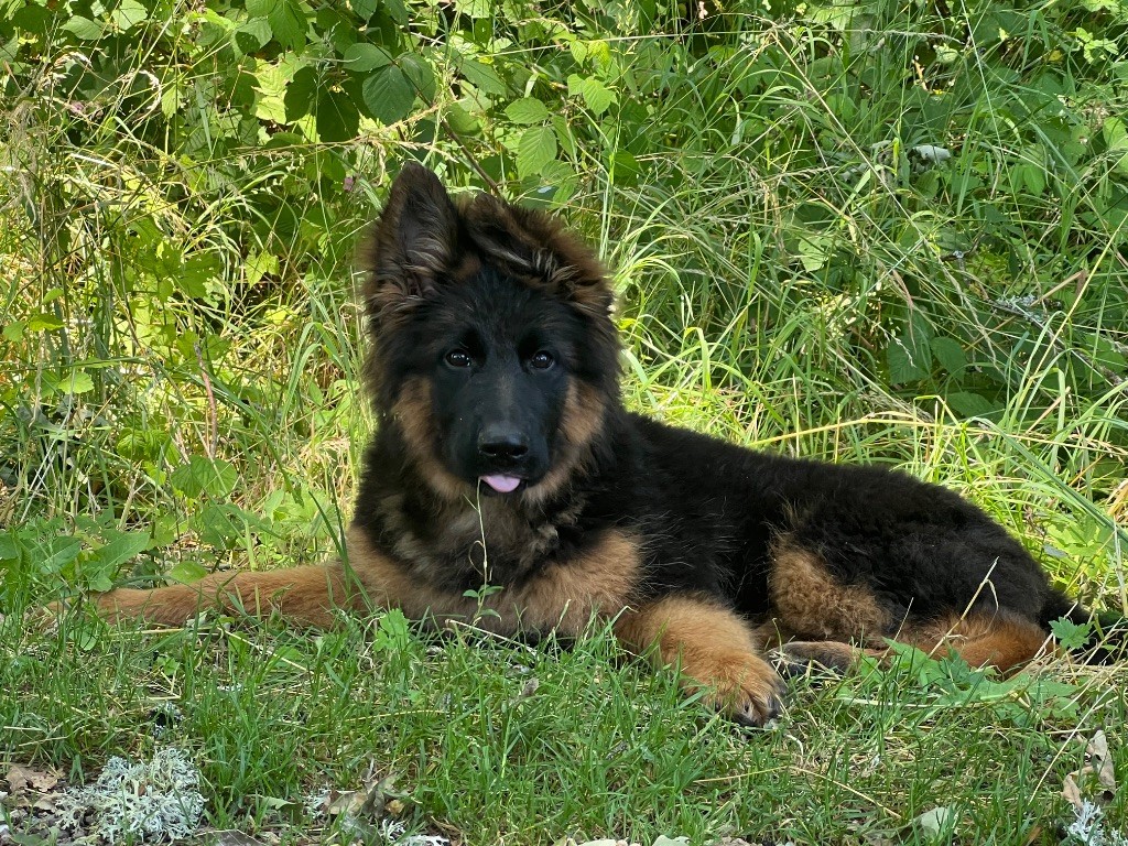 Superbes chiots poils courts et poils longs disponibles