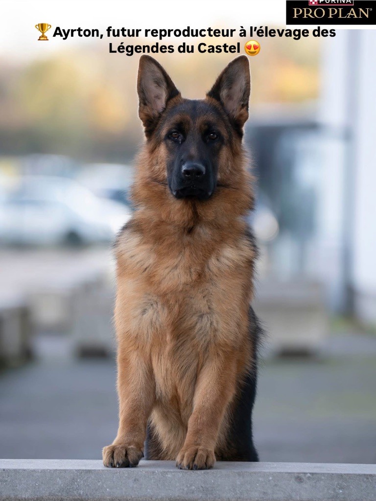 Ayrton Meilleur puppy à Metz les 8 et 9 novembre 2025
