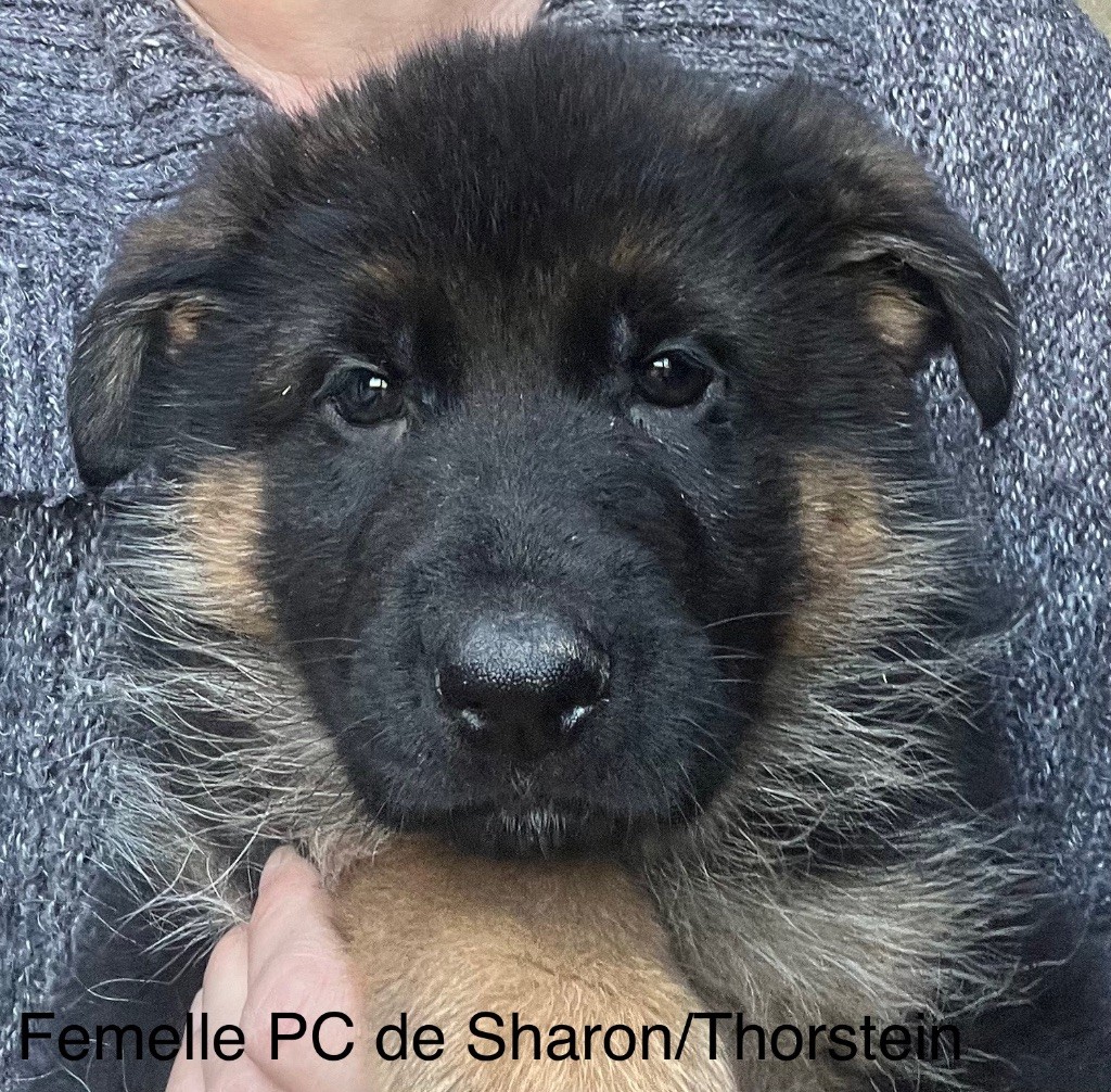 Plusieurs chiots actuellement disponibles !