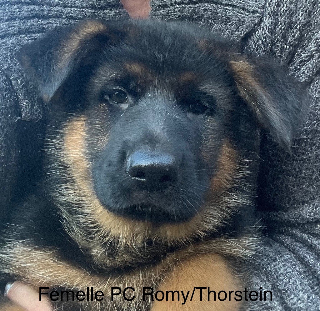 Chiots actuellement disponibles
