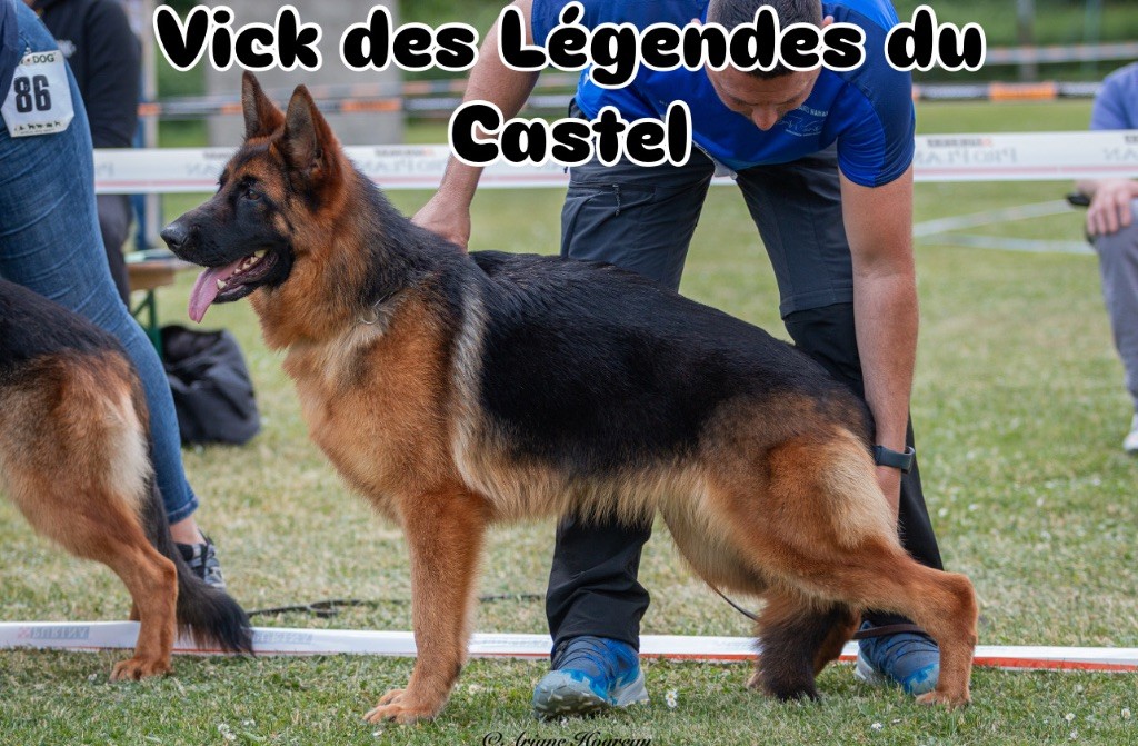 des Légendes du Castel - Régionales d élevage 2025