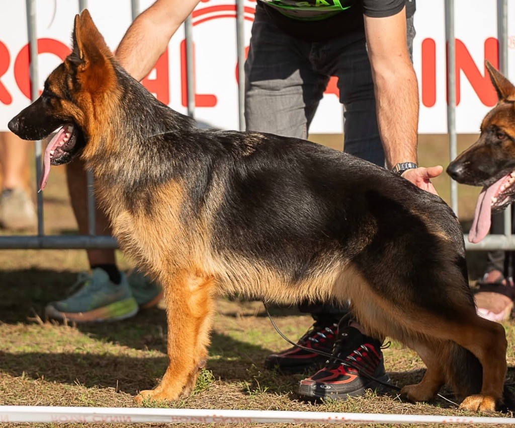 Ayrton futur étalon de l élevage 