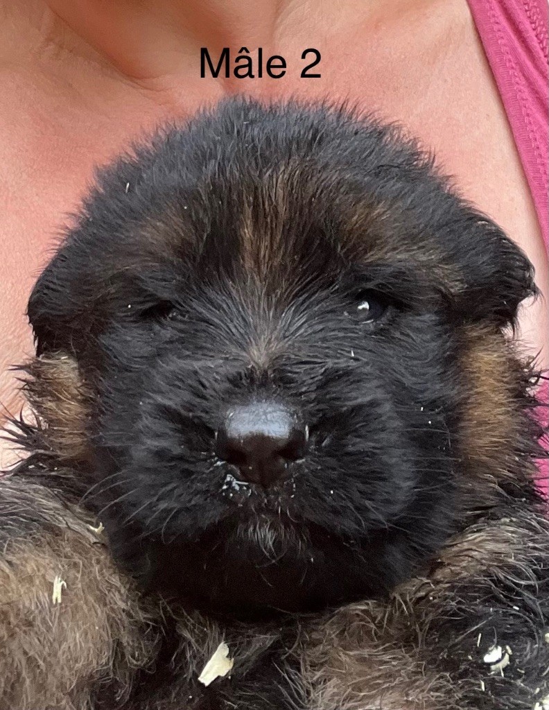 des Légendes du Castel - Chiots disponibles - Berger Allemand Poil Long