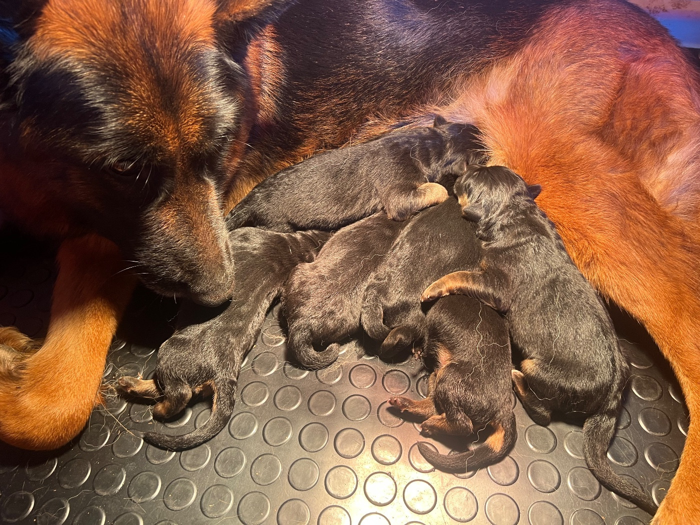 des Légendes du Castel - Chiots disponibles - Berger Allemand