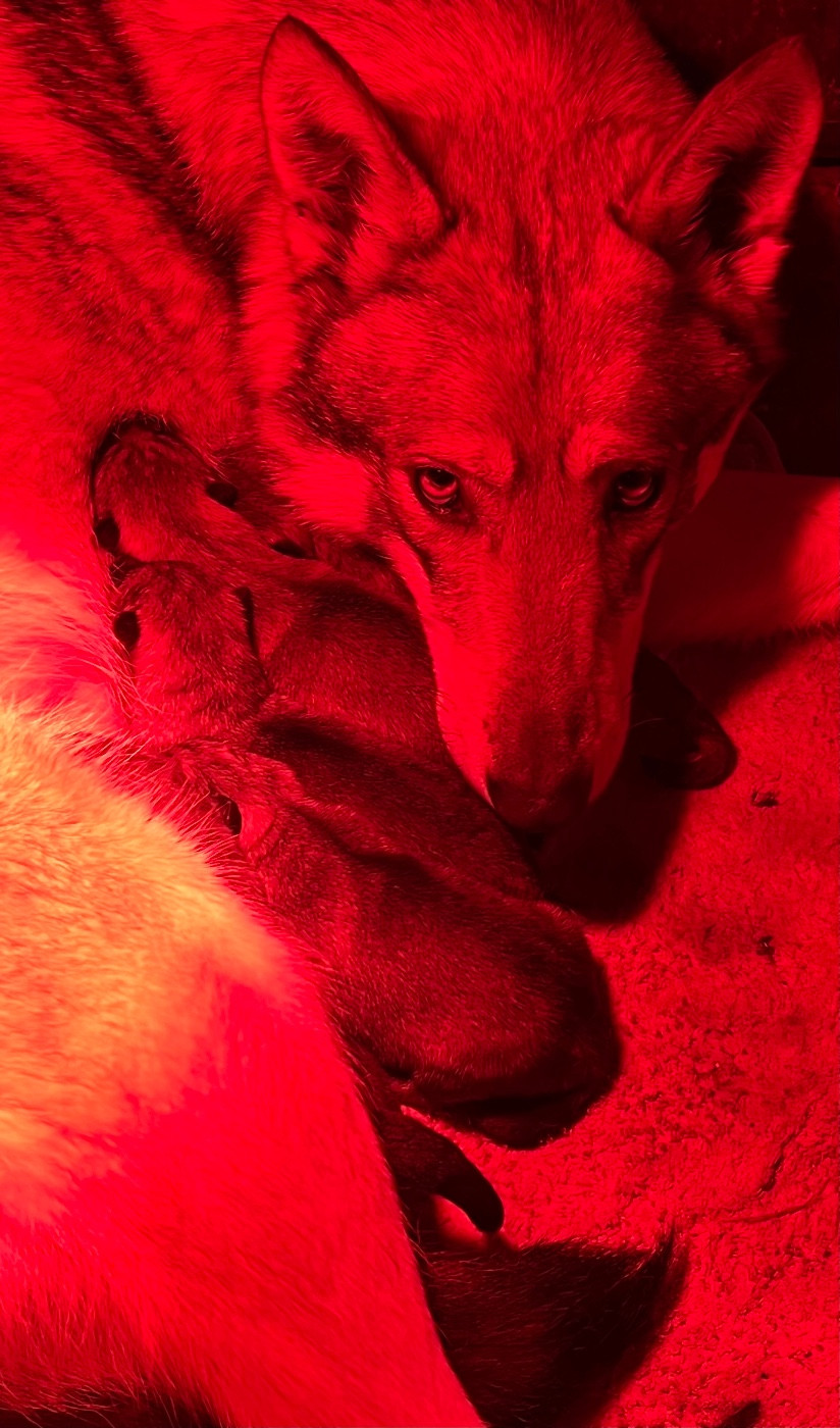 des Légendes du Castel - Chiots disponibles - Chien-loup de Saarloos