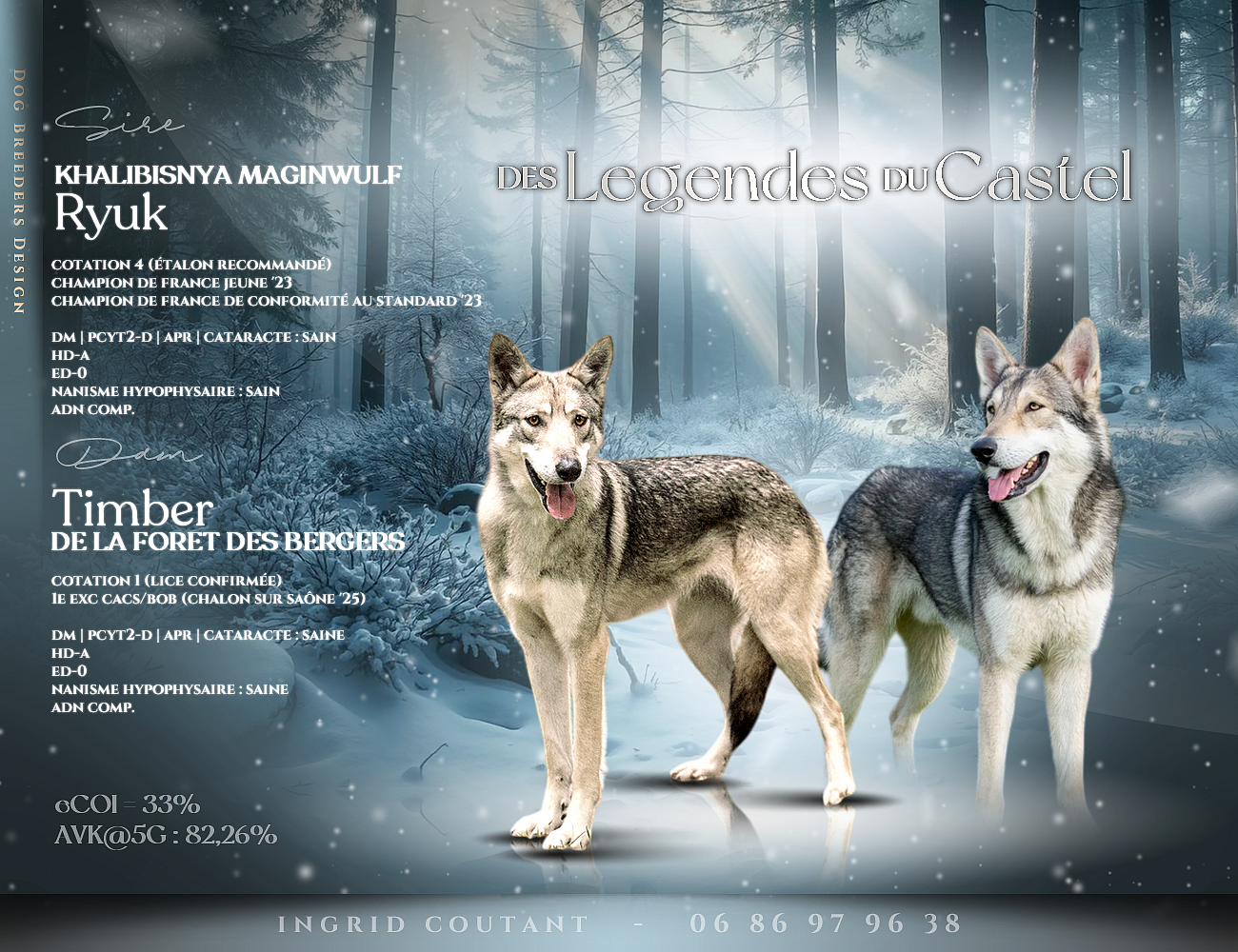 Chiot Chien-loup de Saarloos des Légendes du Castel