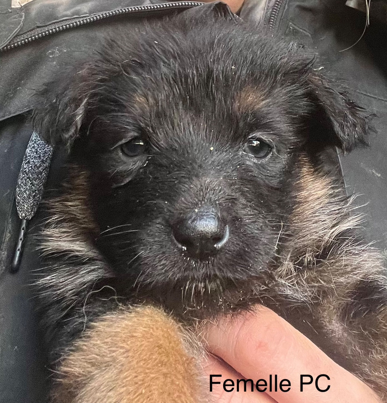 des Légendes du Castel - Chiots disponibles - Berger Allemand