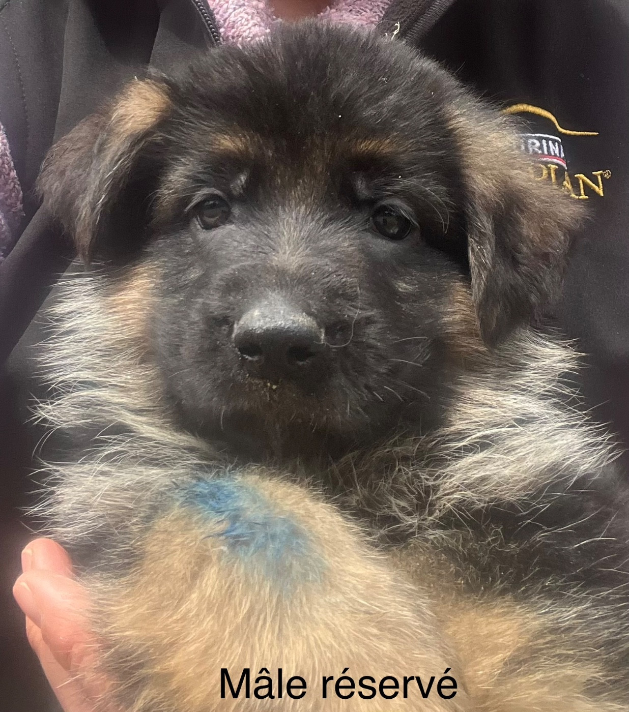 des Légendes du Castel - Chiots disponibles - Berger Allemand