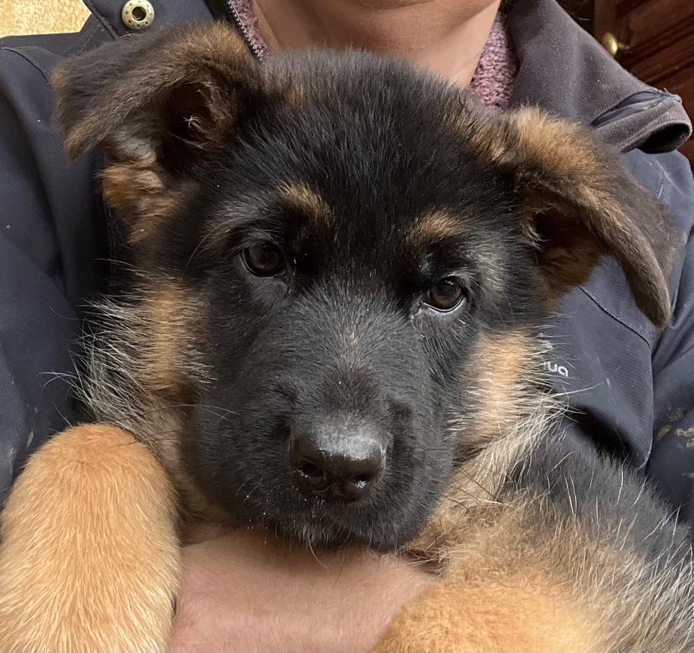 des Légendes du Castel - Chiots disponibles - Berger Allemand