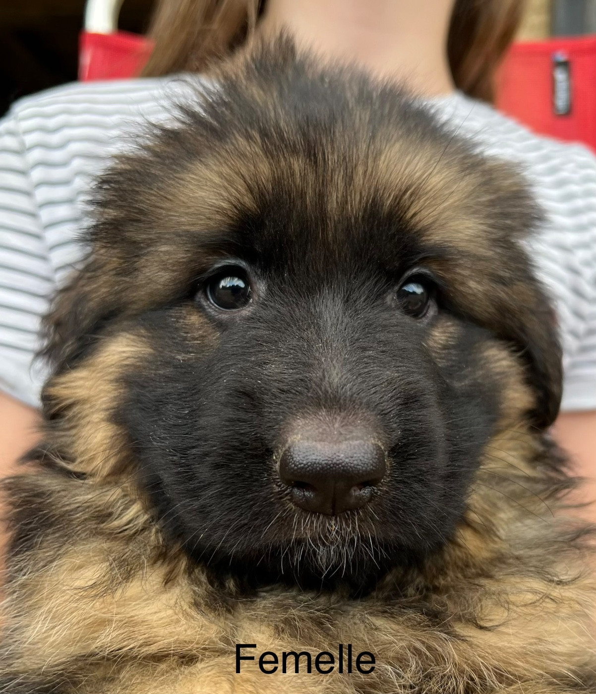des Légendes du Castel - Chiots disponibles - Berger Allemand Poil Long