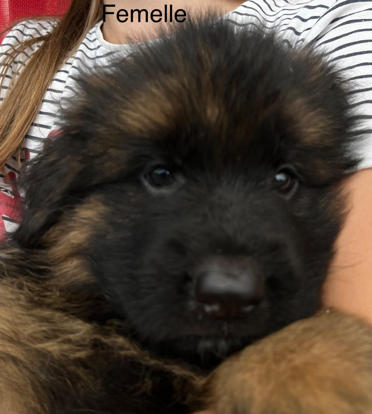 des Légendes du Castel - Chiots disponibles - Berger Allemand Poil Long