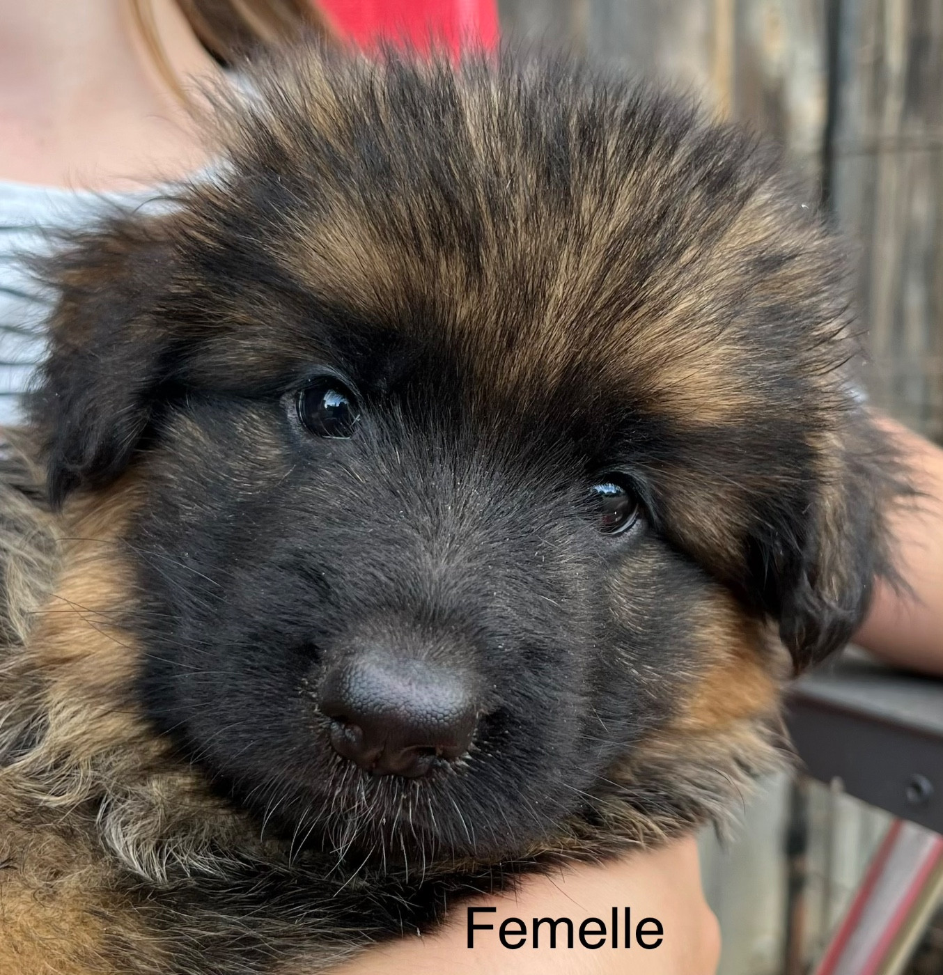 des Légendes du Castel - Chiots disponibles - Berger Allemand Poil Long