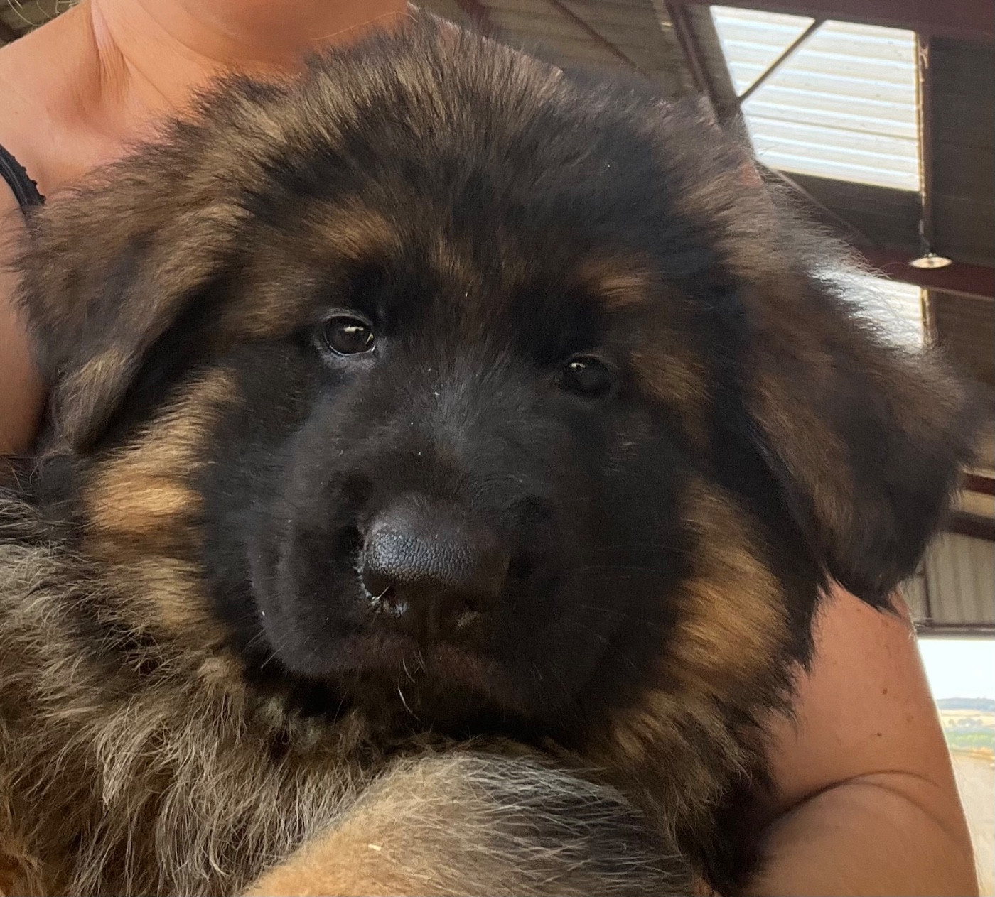 des Légendes du Castel - Chiots disponibles - Berger Allemand Poil Long