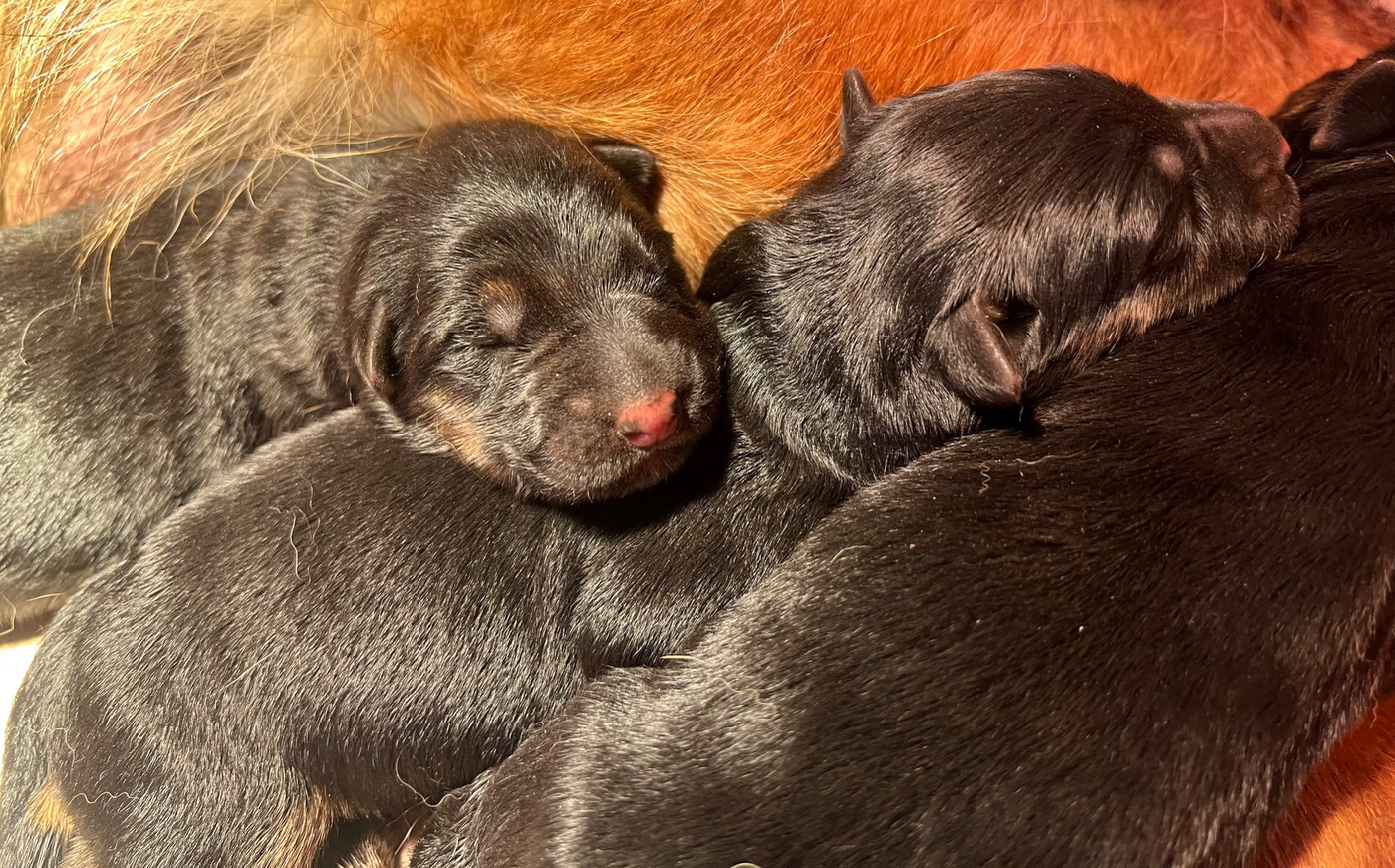 des Légendes du Castel - Chiots disponibles - Berger Allemand