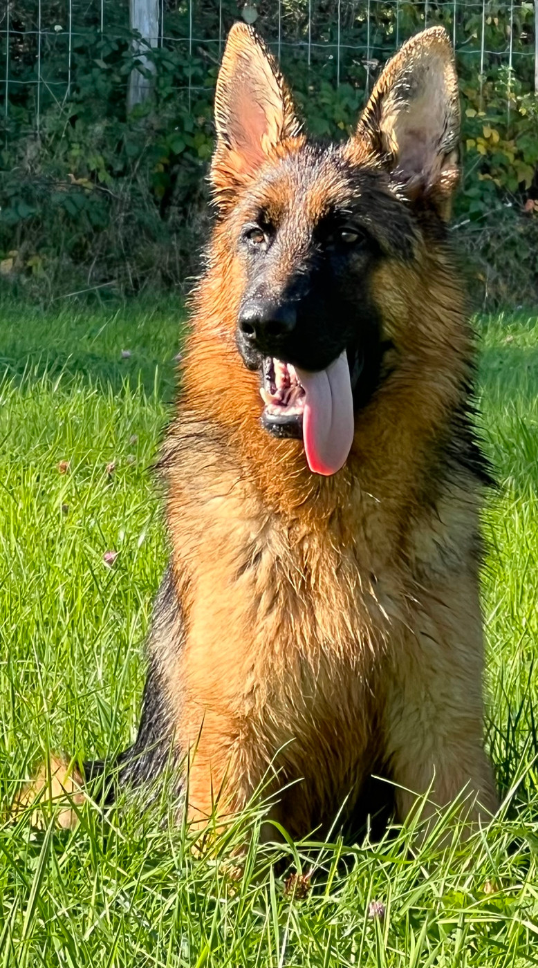 des Légendes du Castel - Chiots disponibles - Berger Allemand