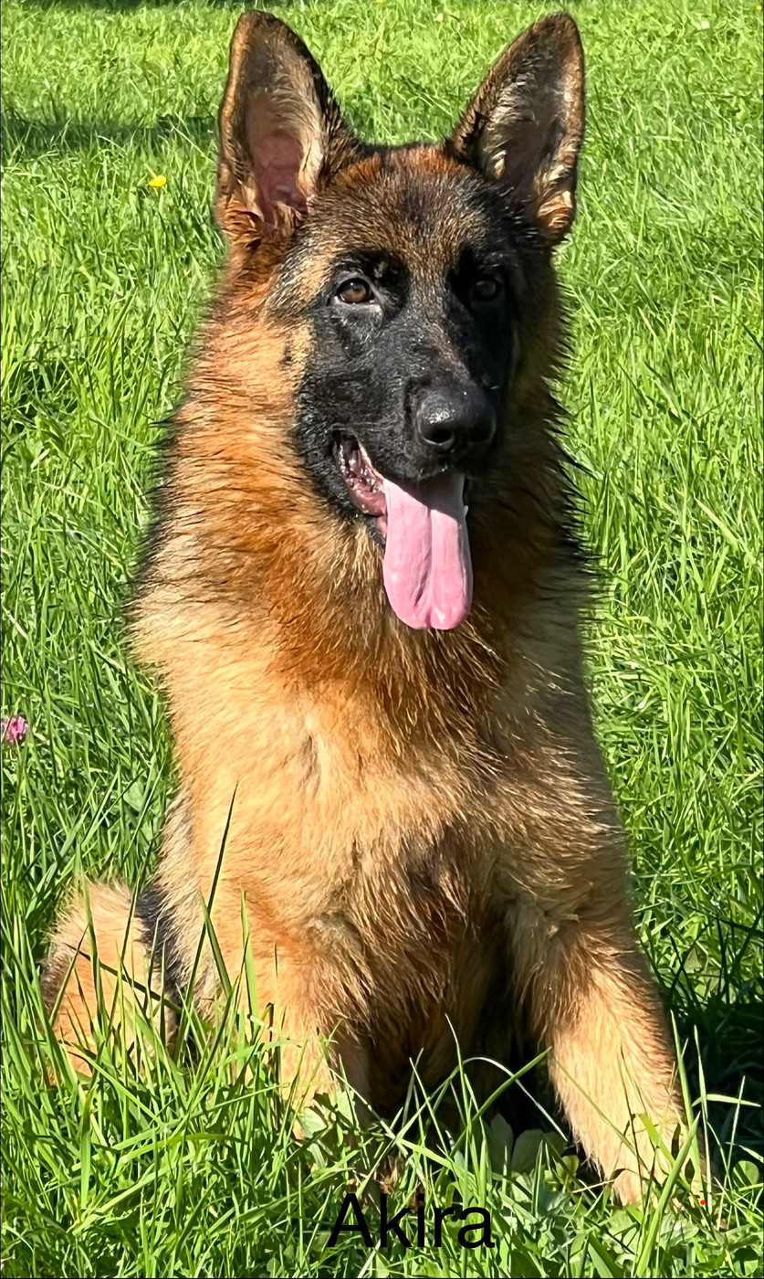 Chiot Berger Allemand des Légendes du Castel