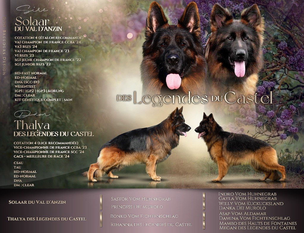 des Légendes du Castel - Chiots disponibles - Berger Allemand Poil Long