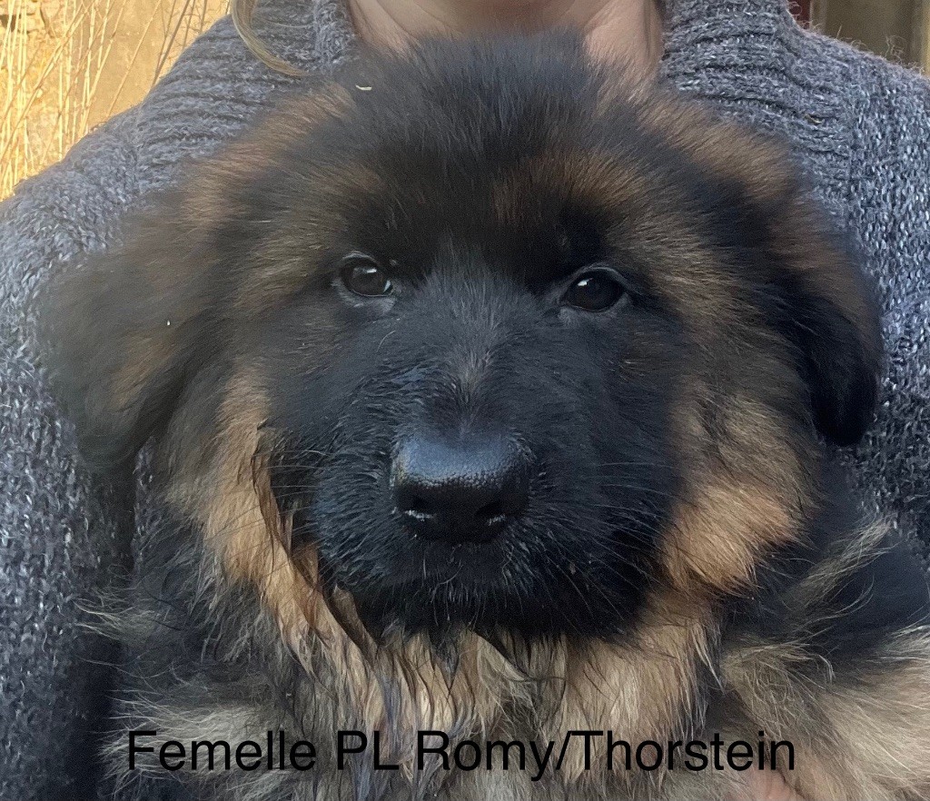 des Légendes du Castel - Chiots disponibles - Berger Allemand