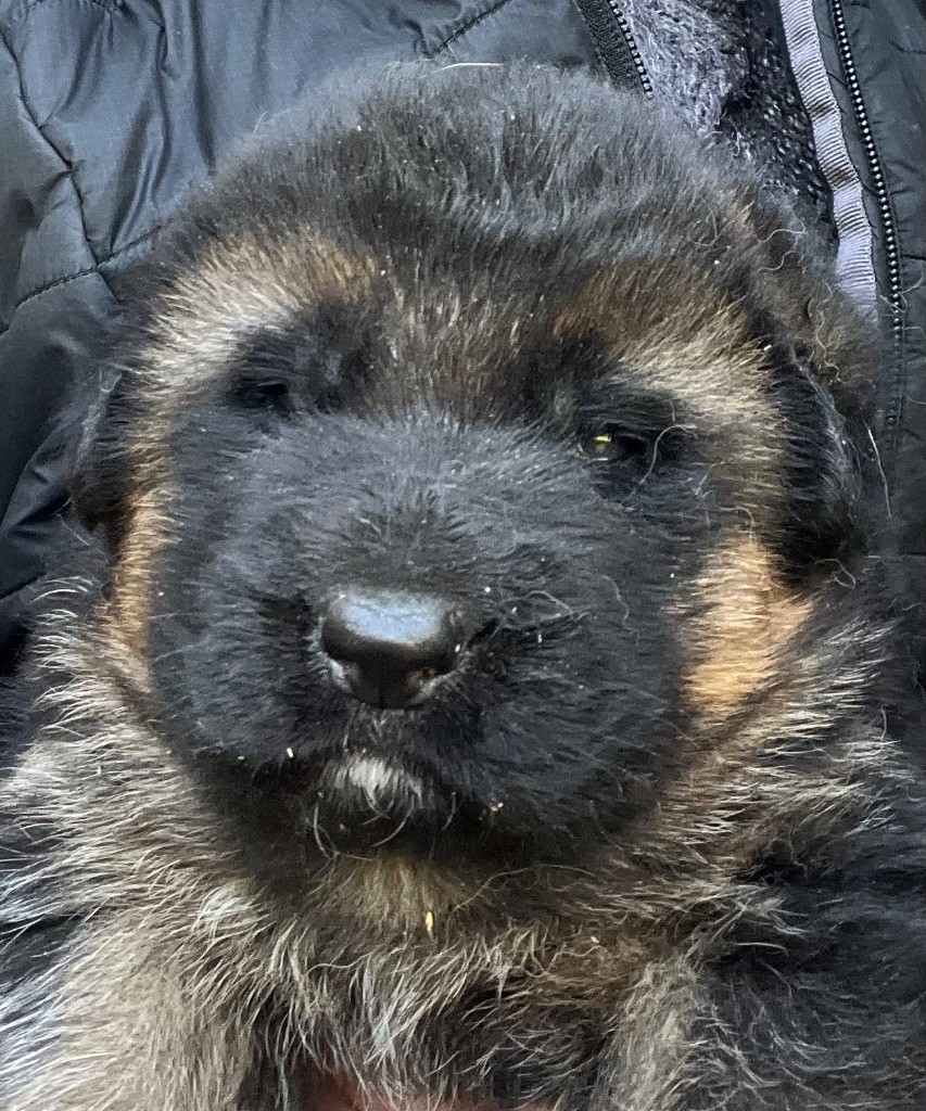 des Légendes du Castel - Chiots disponibles - Berger Allemand