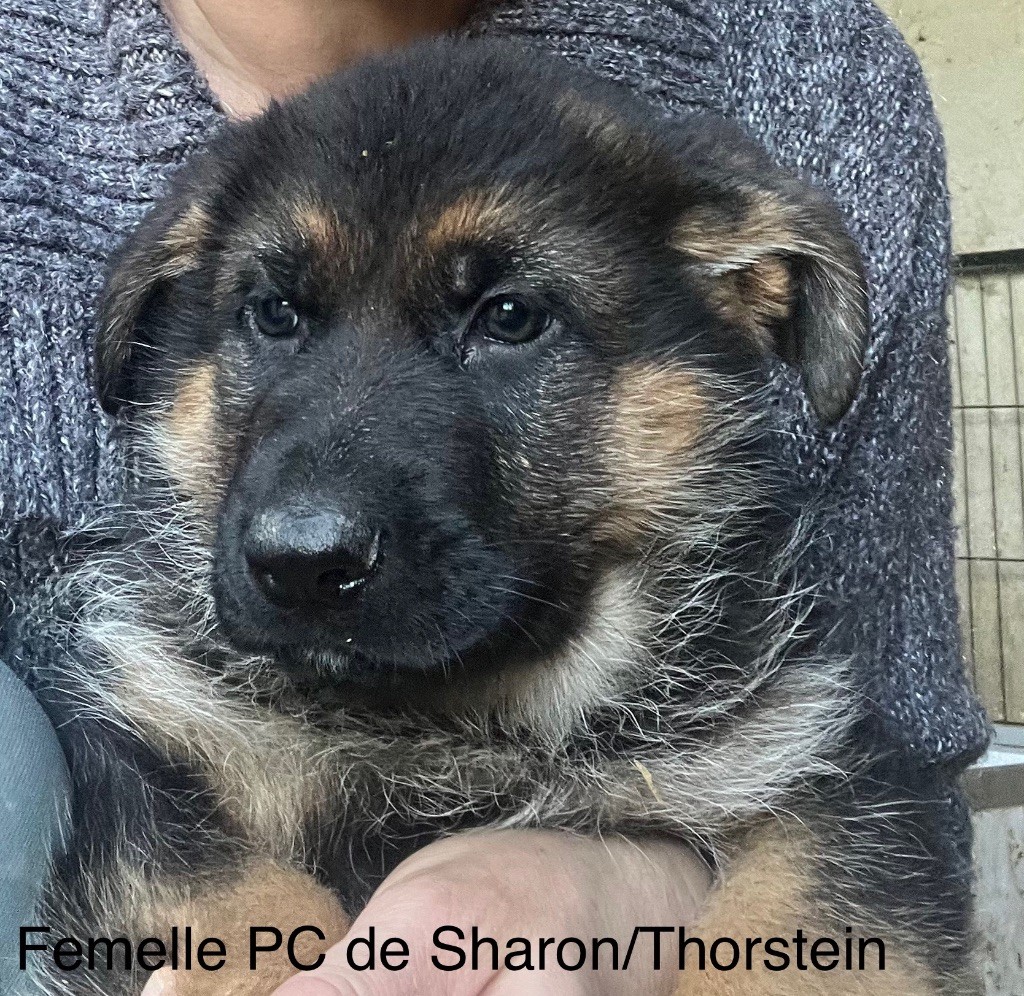 des Légendes du Castel - Chiots disponibles - Berger Allemand