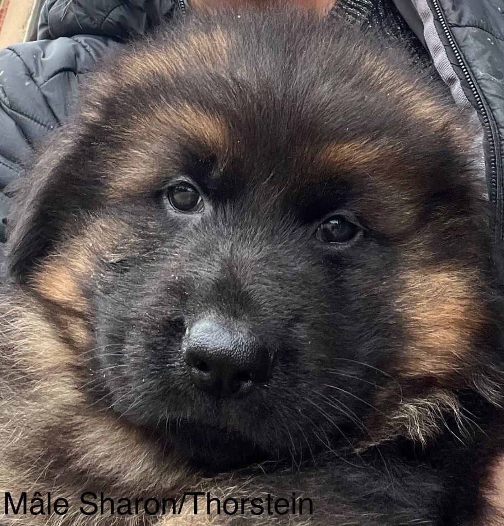 des Légendes du Castel - Chiots disponibles - Berger Allemand