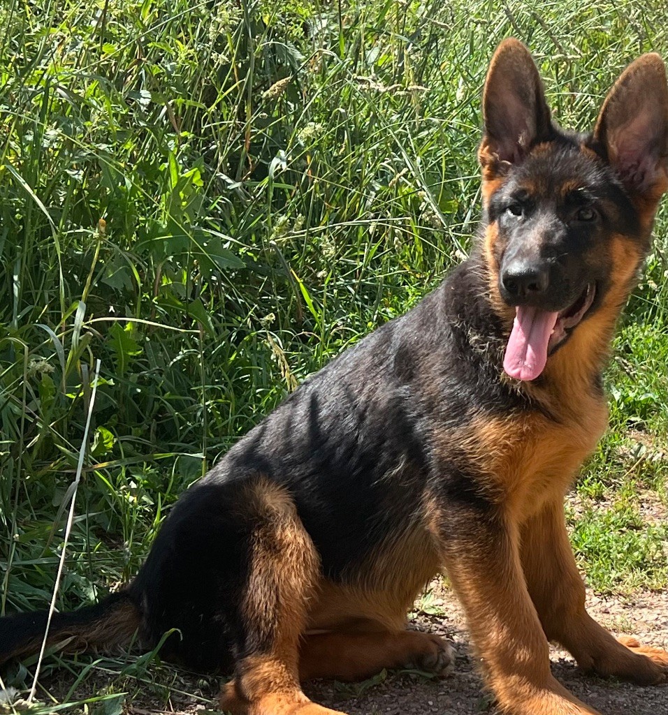 des Légendes du Castel - Chiots disponibles - Berger Allemand