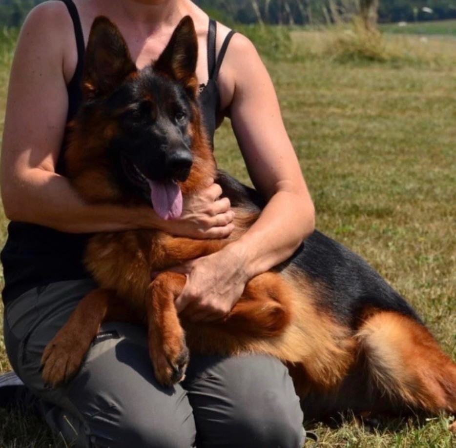 Chiot Berger Allemand des Légendes du Castel
