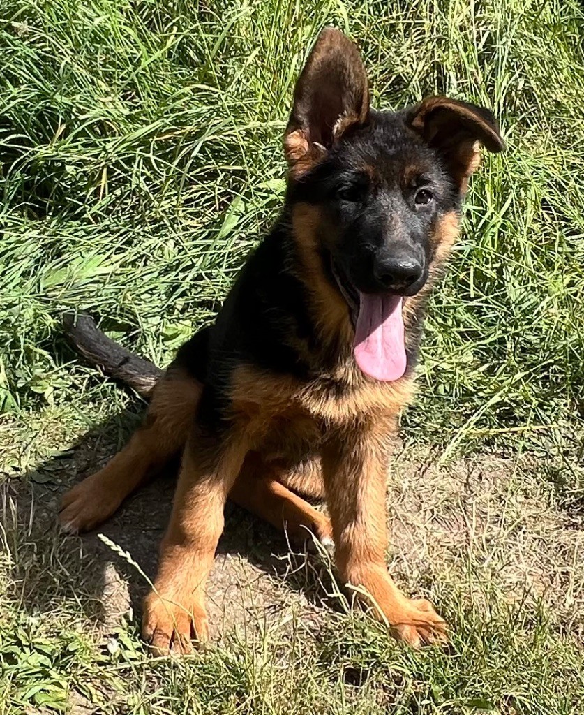 des Légendes du Castel - Chiots disponibles - Berger Allemand