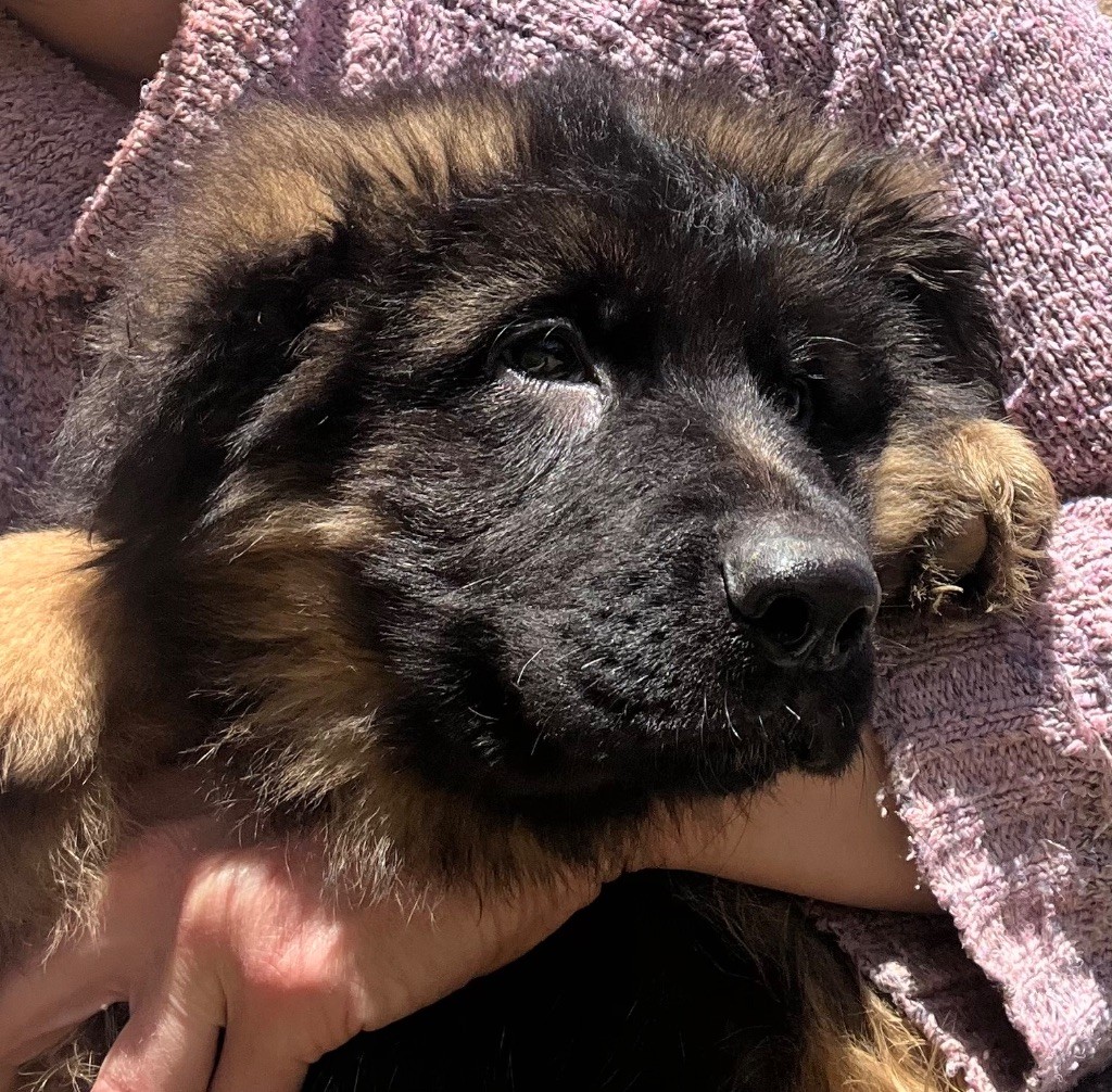 des Légendes du Castel - Chiots disponibles - Berger Allemand Poil Long