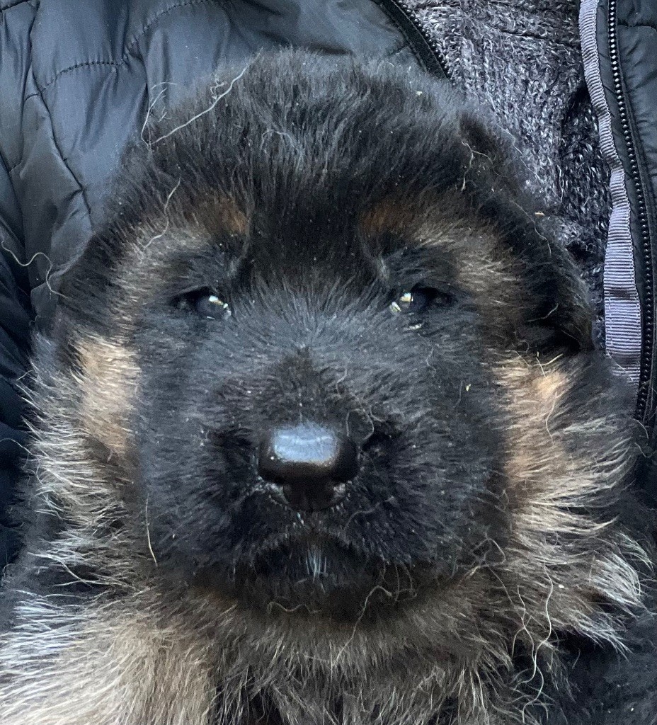 des Légendes du Castel - Chiots disponibles - Berger Allemand