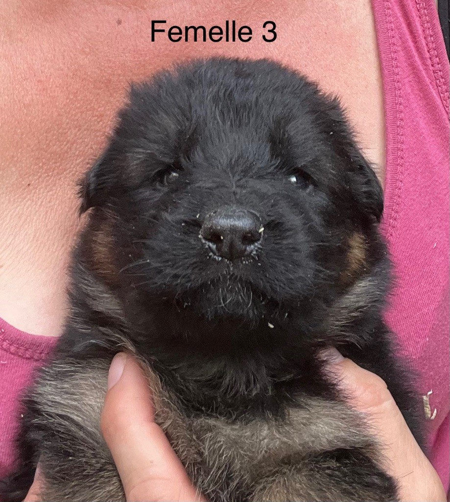 des Légendes du Castel - Chiots disponibles - Berger Allemand Poil Long
