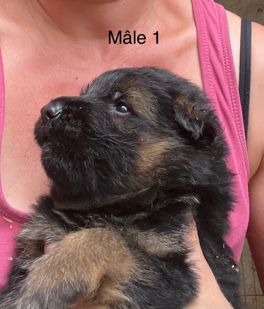 des Légendes du Castel - Chiots disponibles - Berger Allemand Poil Long