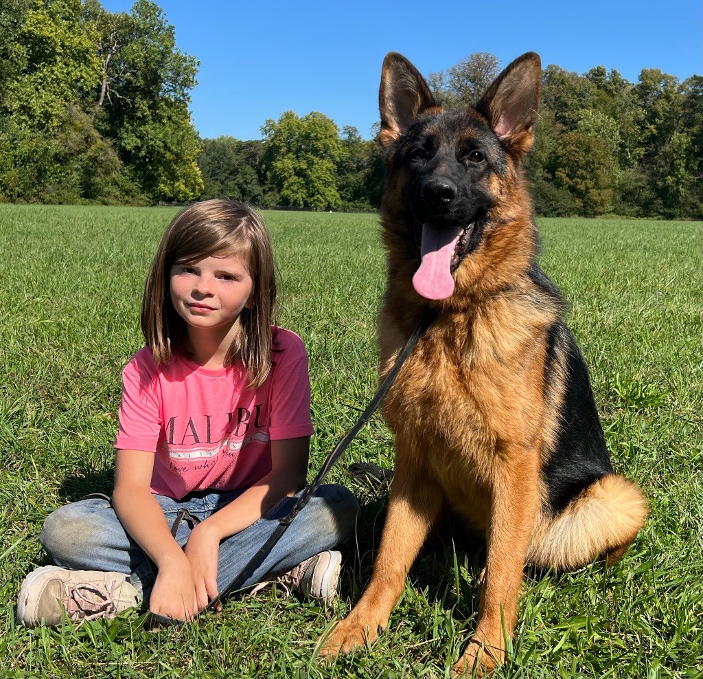 des Légendes du Castel - Chiots disponibles - Berger Allemand