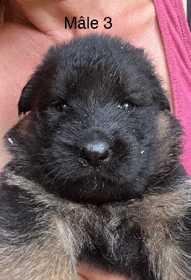 CHIOT