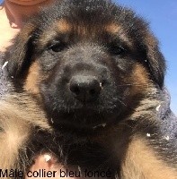 RINGO (collier bleu foncé)