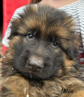 CHIOT 8