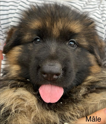 CHIOT 5