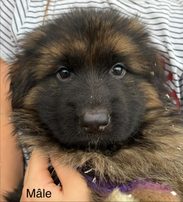 CHIOT 6