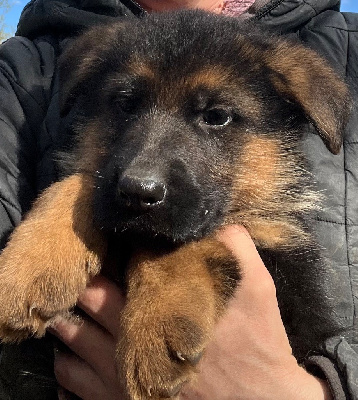 ARES