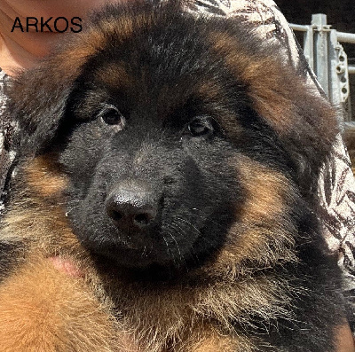 ARKOS